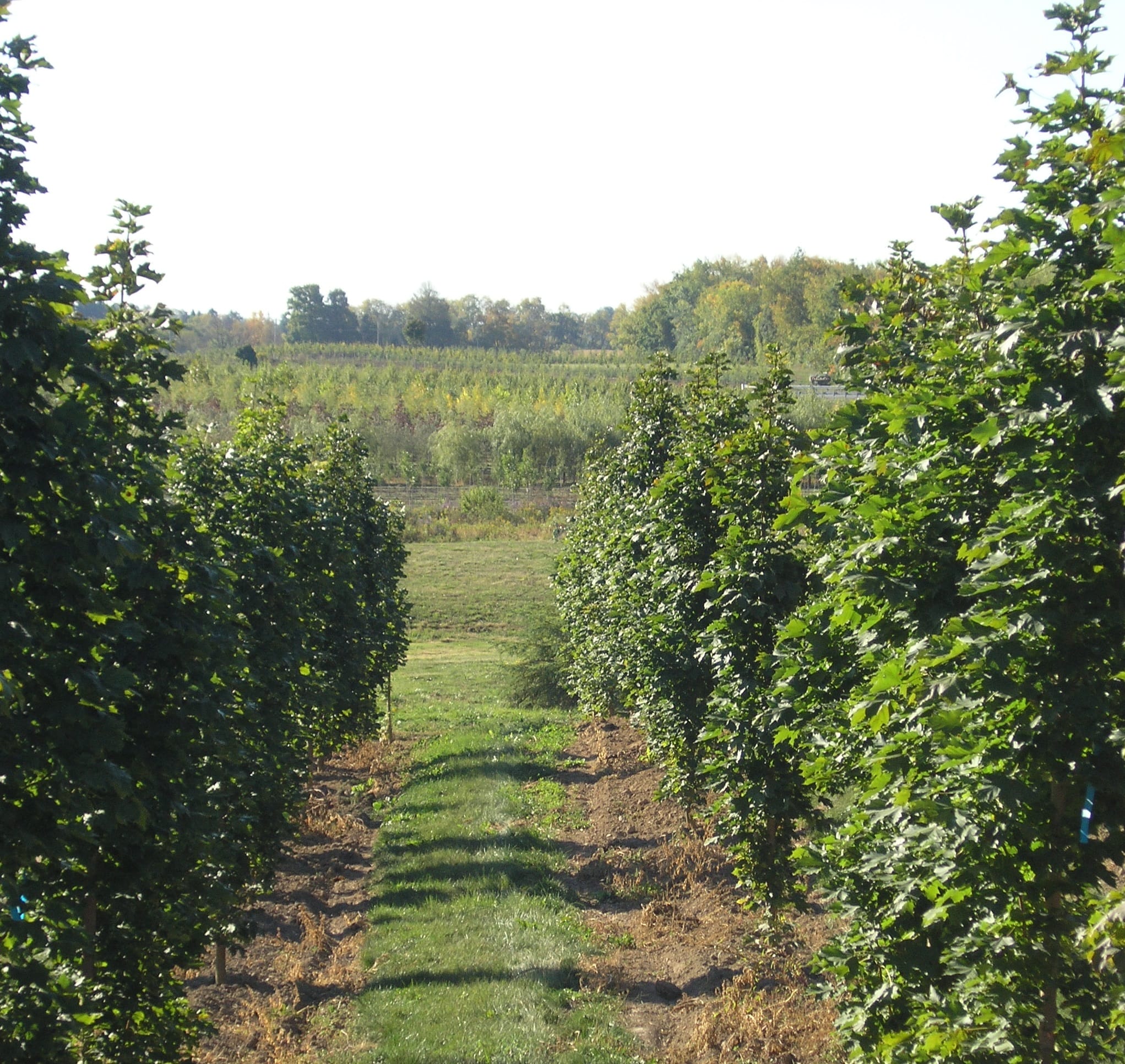 Acer platanoides ‘Columnare’